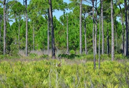 usa animals landscape florida mammals whitetaileddeer pineforest ungulates odocoileusvirginianus baldpointstatepark