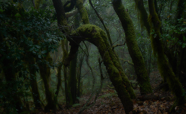 La Gomera_the rainforest_01