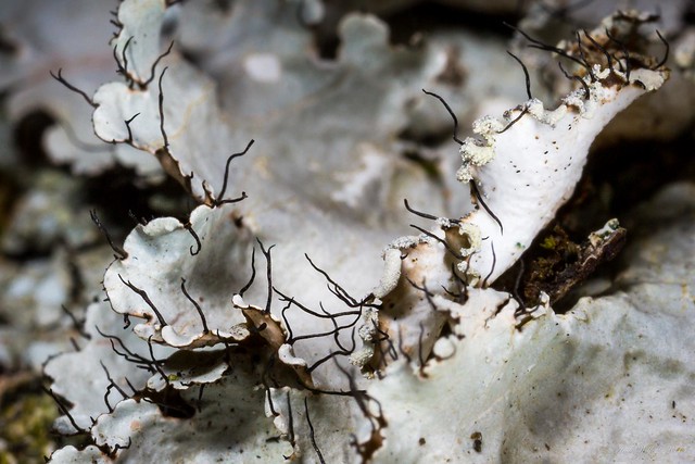 Foliose lichen on a crab apple tree