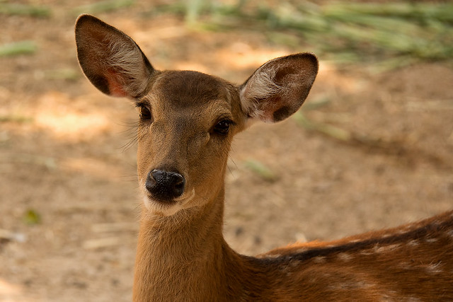Cervus nippon - Sika Deer