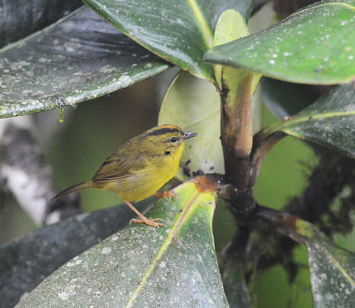 Choco Warbler | by George Cruz // www.sanjorgeecolodges.com