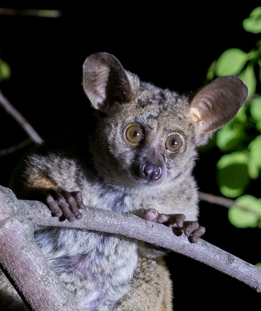 Thick-tailed Bush Baby | Cute little gremlin, Brown ...