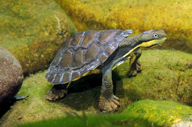 Manning River Helmeted Turtle (Myuchelys purvisi)
