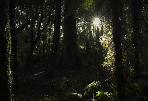 trees sunset newzealand green forest landscape rainforest shade ferns jamesgibson