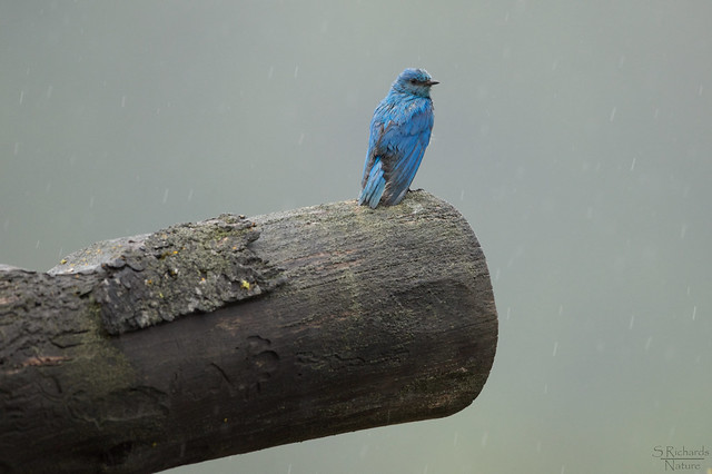 Mountain bluebird (male)
