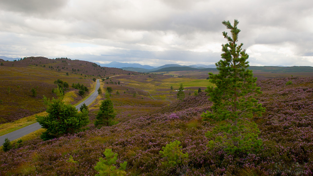 My heart's in The Highlands at the break of dawn