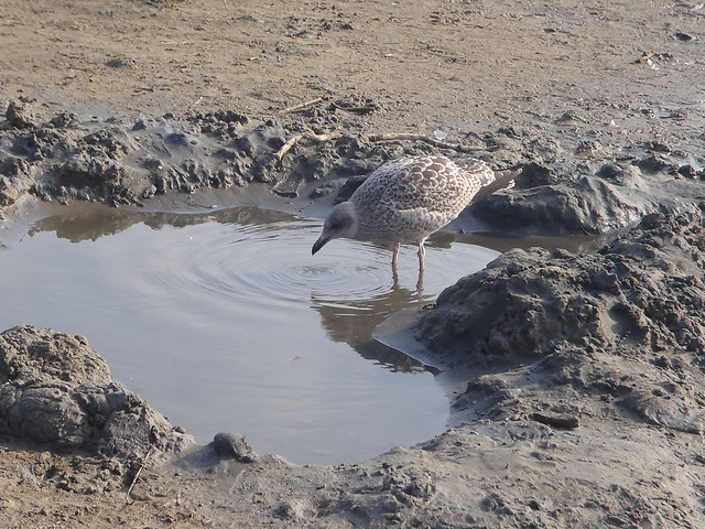 Sippin' Juvenile Seagull