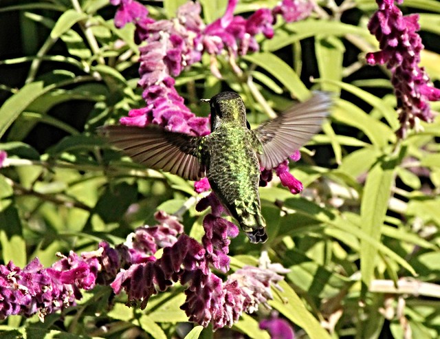 Anna's Hummingbird -