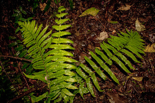newzealand plant fern southland tuatapere pneumatopteris pennigera