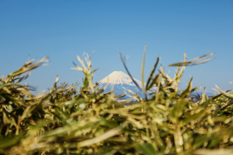 笹越しの富士山
