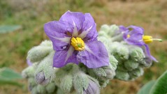 Solanum mauritianum flower