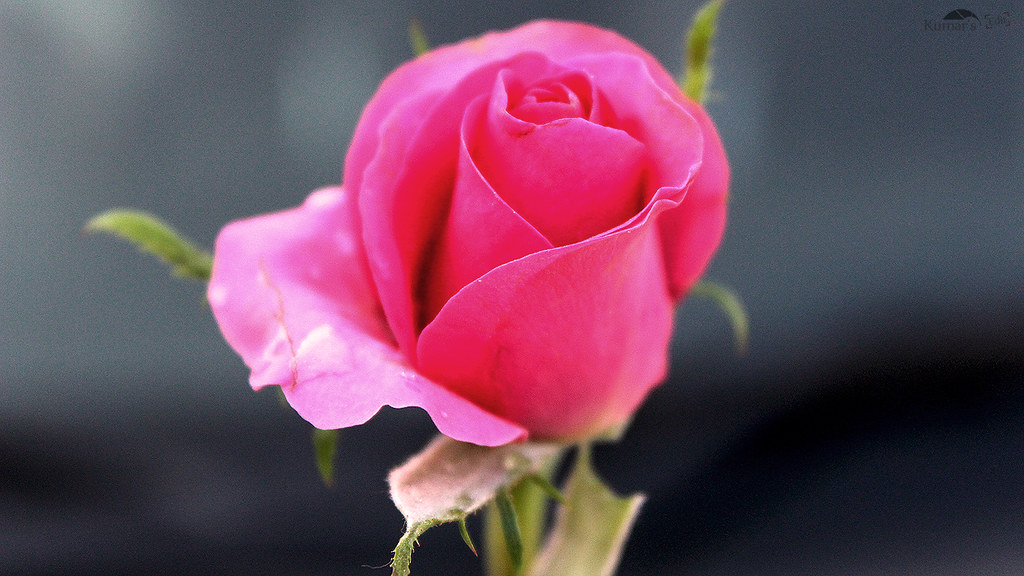 Image result for rose flower