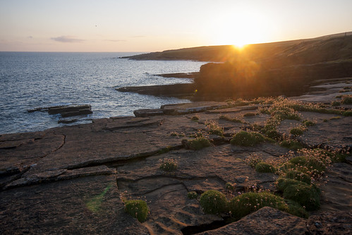 uk flowers sunset sea orkney rocks oru 2015 westray