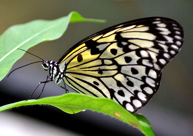 Snow Leopard Butterfly ? Nikon D3100. DSC_0115.