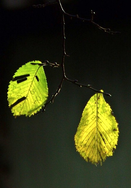 Fluorescent Leaves