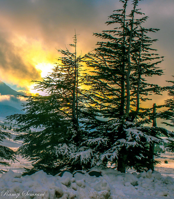 Christmas Tree - Bcharre Lebanon
