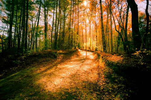 autumn sunlight fall forest hiking path northcarolina trail hdr dupontstateforest