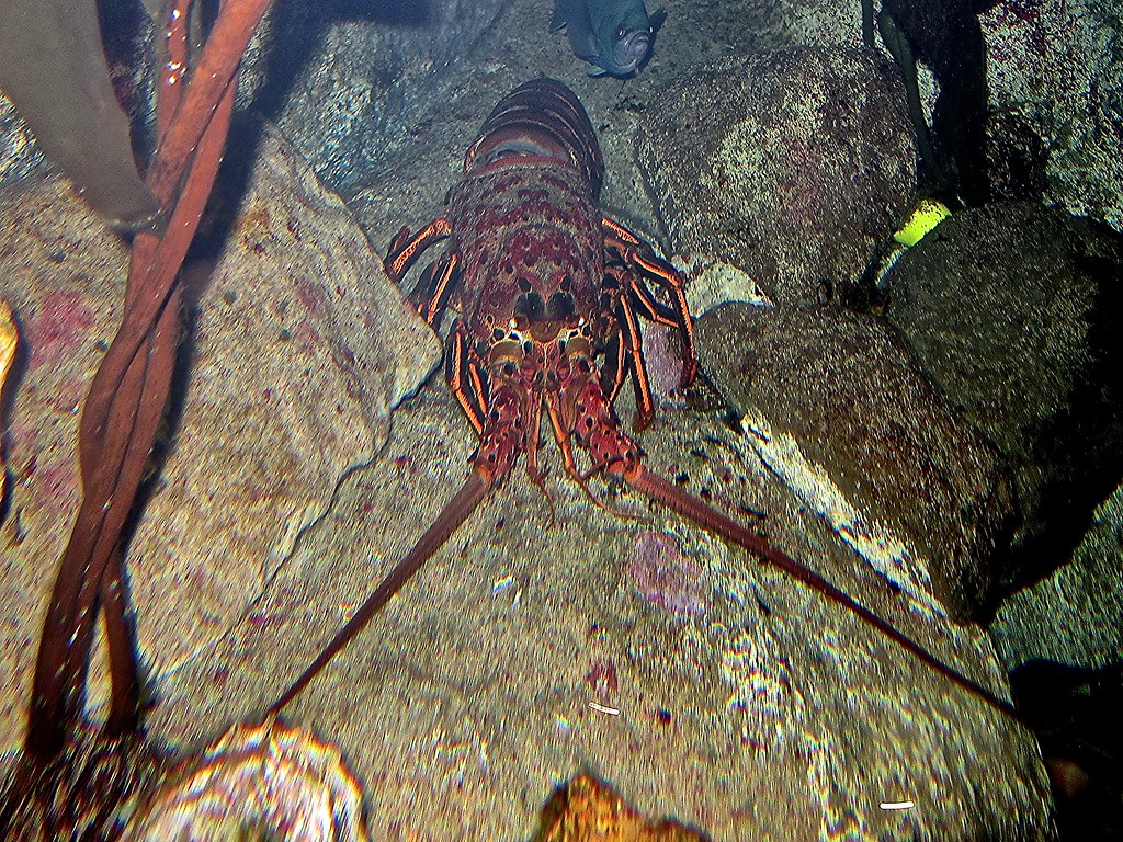 California Spiny Lobster, TAXONOMY Kingdom: Animalia Phylum…