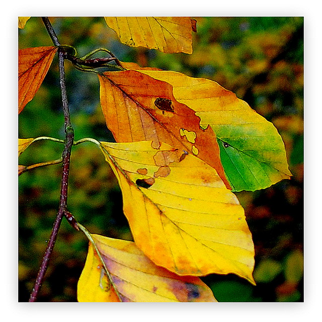 last Autumn leaves
