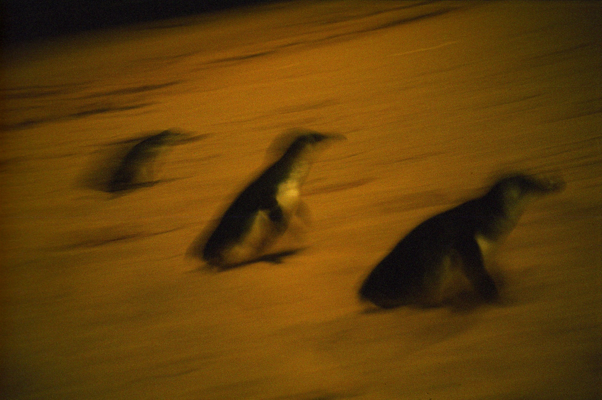 Penguin Parade