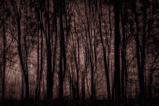 2014 Tiddesley - Winter Wood 1