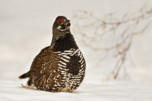 Spruce Grouse (Falcipennis canadensis)  male