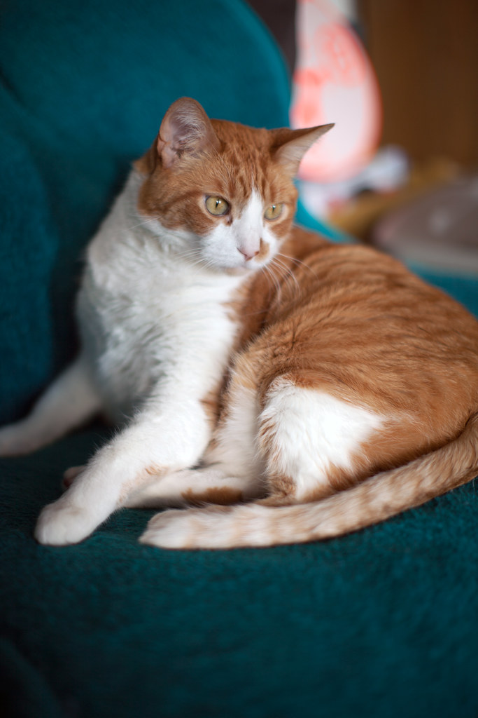 Orange and white cat sitting on a blue blanket