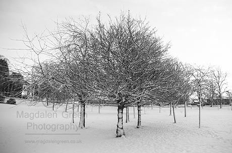 Simple Scene - Snow Encrusted Trees on a Brisk Winter Day  - Dundee Scotland