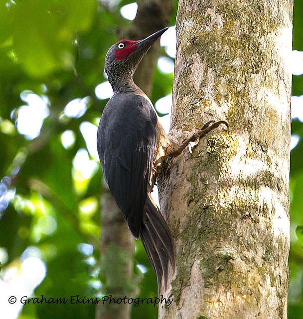 Ashy Woodpecker, Mulleripicus fulvus fulvus,   male, Sulawesi Endemic,