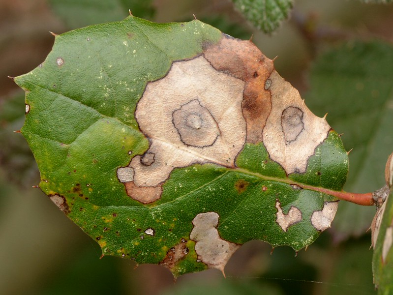 Fungus pattern on a leaf of native Coast Live Oak (Quercus agrifolia, Fagaceae)