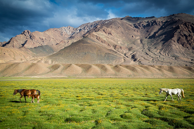 Horses in field in front of mountains near Murghab, Tajikistan