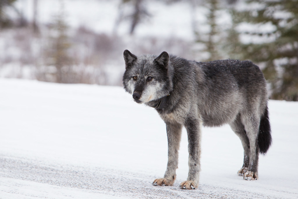 Grey Wolf in Canada-4 | Wildlife photo taken in Jasper Natio… | Flickr