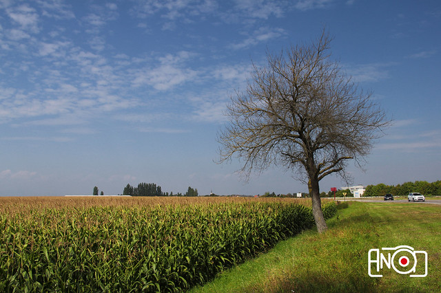 Corn fields in Colmar 