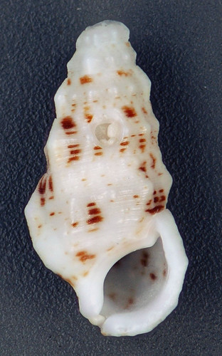 Cerithium muscarum (fly-specked cerith snail) (San Salvado… | Flickr