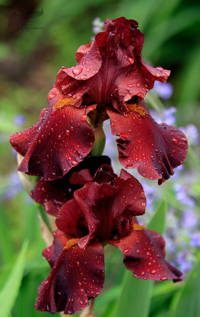 Burgundy Iris 5_30