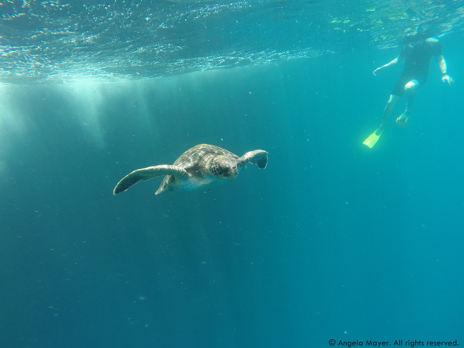 Swimming with a Sea Turtle