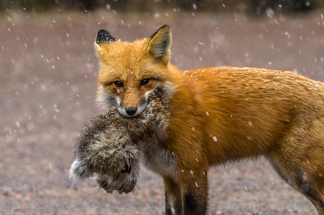 Red Fox With Lunch