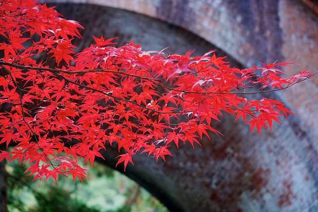 Maple Leaves, Well Aged (Explored)