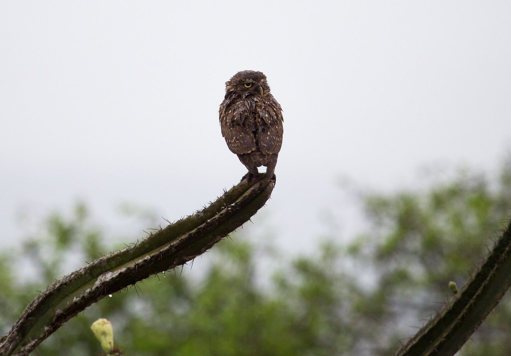 burrowing owl in the restinga
