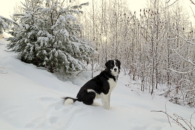 Casey Enjoying the Snow