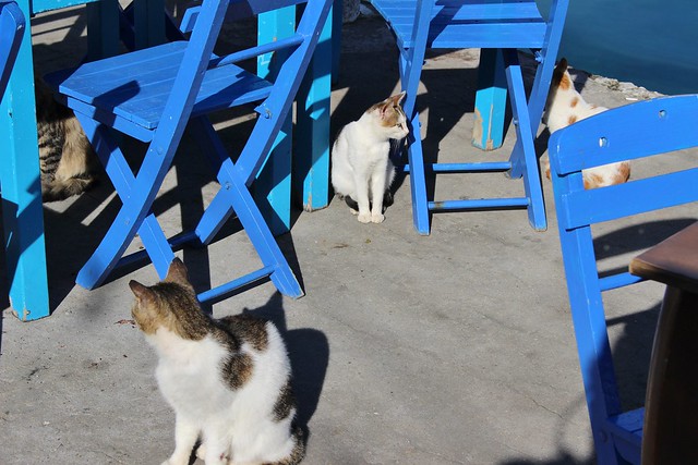 cats-and-chairs