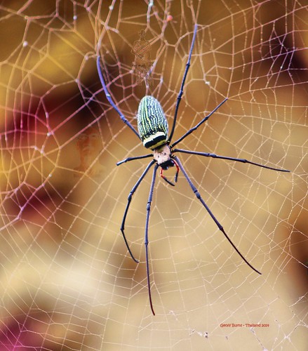 thailand spider web 2014 khunyuam 2557 jungwatmaehongson