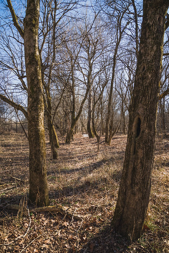 autumn trees winter brown fall leaves forest moss sticks woods path walk indiana photoaday project365 365project