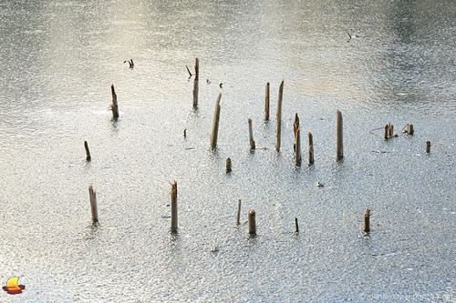 park winter lake ny newyork cold ice nature reeds frozen sticks pond buffalo birdsong surface orchardpark
