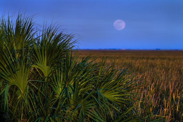 Full moon over the Everglades