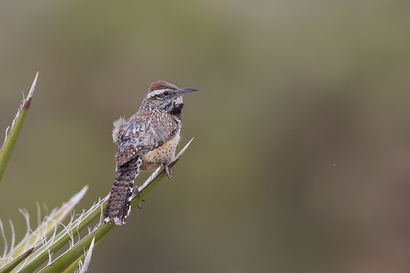 Campylorhynchus brunneicapillus | Cactus Wren | kaktusgärdsmyg