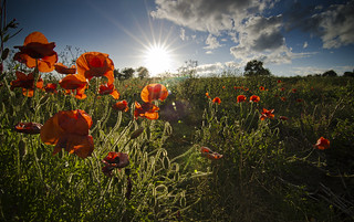 Poppies and light