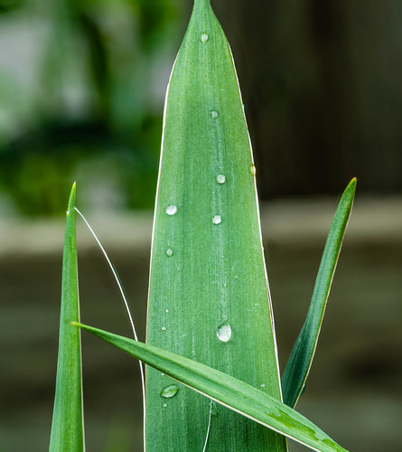 Rain Drops | by vernonbone