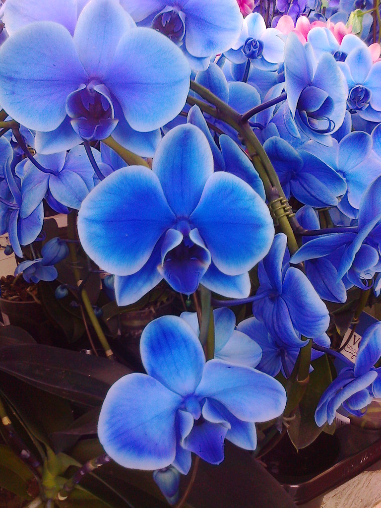 Orchidea Blu Corbyflo Flickr