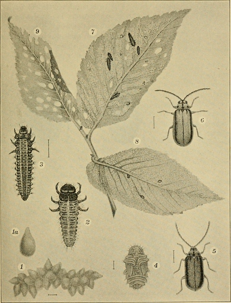 Image from page 166 of 